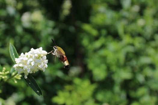 The picture shows a hummingbird hawk moth on a flower
