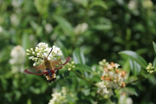 The picture shows a hummingbird hawk moth on a flower