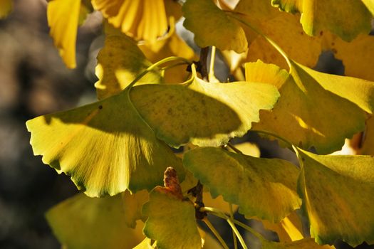 Fantastic ginkgo biloba leaves in a sunny day ,yellow autumn colors ,  horizontal composition
