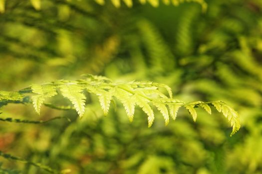 Small leaf of soft shield fern also called polystichum setiferum ,the background is out of focus green ,harmony in nature