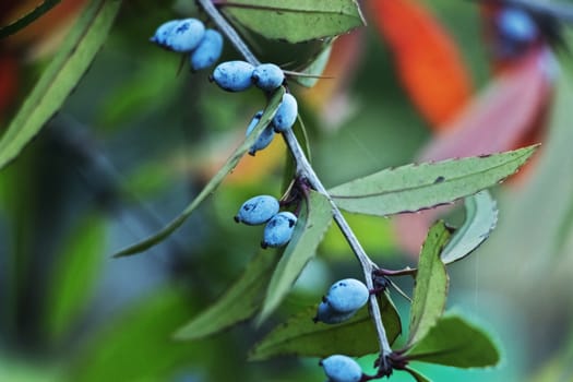 Fantastic  branch of barberry tree or berberis sanguinea , long green leaves  with spines margins and small dark blue  berries