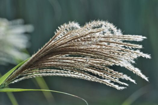 A panicle of silky spikelets of chinese silver grass or eulalia japonica or miscanthus sinensis ,beautiful colors harmony ,