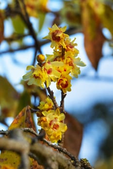 Blossom  flowers of wintersweet tree , yellow petals with inner red petals ,saturated colors and selective focus 