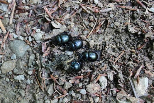 The picture shows many dung beetles in the forest