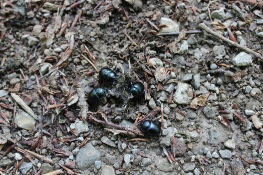 The picture shows many dung beetles in the forest