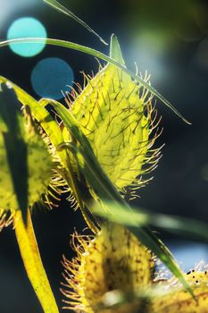  Fruits of gomphocarpus fruticosus  (asclepias fruticosa -arghel -or balloon cotton bush ), the fruit is balloon like covered with soft spines , the stem is S-shaped , dark green leaves are near the fruit ,in the background a wonderful sun reflection