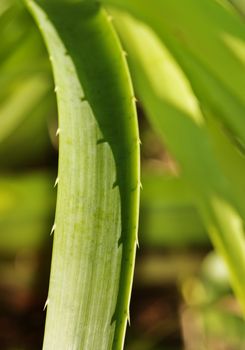 Impressive eryngium pandanifolium leaf , the leaf is thin and with a spiny margin , light and shadow  ,green color gradation  ,vertical composition