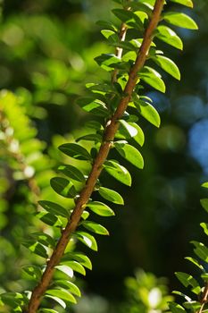 Fantastic  branch of myrtle in a sunny day , beautiful ovate leaves