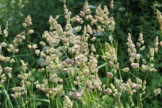 The picture shows grass in a meadow in the summer