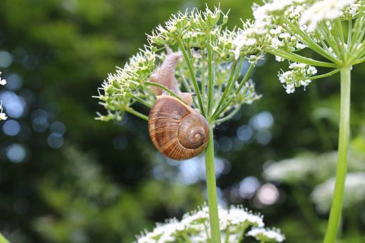 The picture shows little vineyard snail on a flower