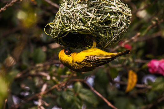 The Village Weaver (Ploceus cucullatus), in it's bright yellow breeding plumage, busy weaving a nest.