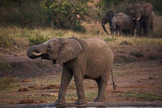 Young African Elephant (Loxodonta africana) drinking at a water hole in Kruger National Park, South Africa