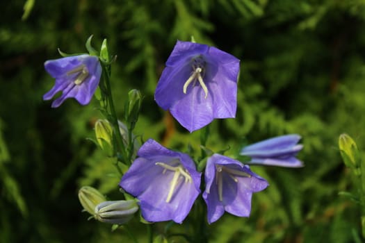 The picture shows beautiful bellflowers in the garden