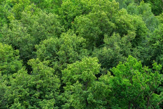 top of summer green linden forest solid foliage pattern background at daylight