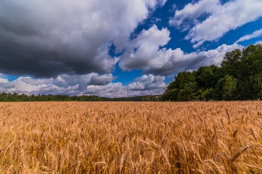 Yellow barley field at daytime under direct sunlight. Green forest and sky with storm clouds on the background. Wide angle shot.