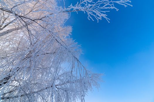 frosty birch thin branches on clear blue gradient sky background at freexing winter daylight.