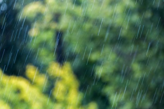 rainfall at sunny daylight on blurry green forest background.