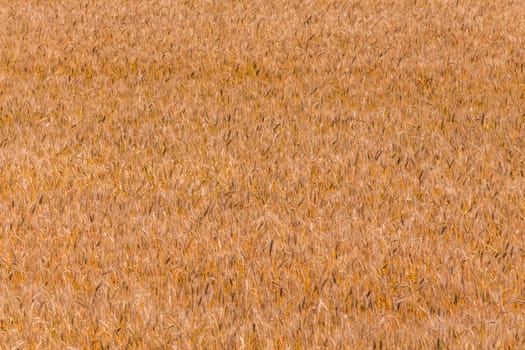 Yellow barley field at ddaytime under direct sunlight. Fully filled agriculture background.
