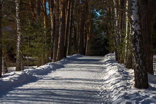 winter park walking alley covered by white snow at sunny sideway daylight weather without anybody.