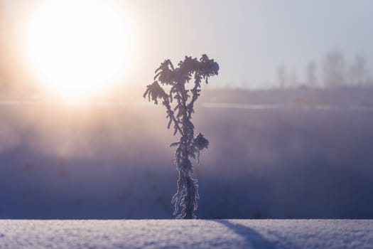 frozen dry plant at winter foggy morning in artistic minimalism tune with selective focus.