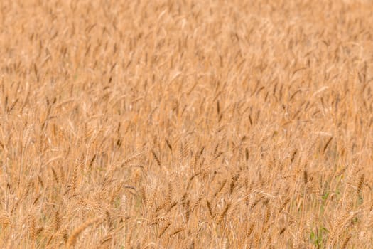 Yellow barley field at daytime under direct sunlight. Fully filled agriculture background with selective focus and blur.