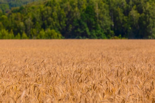 Yellow barley field at daytime under direct sunlight with selective focus. Blurry straight green forest line in background,