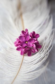 Five-pointed lilac violet flowers on a white ostrich feather. A lilac luck - flower with five petals among the four-pointed flowers of bright pink lilac (Syringa)