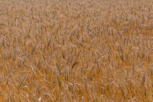 Yellow barley field at ddaytime under direct sunlight. Fully filled agriculture background with selective focus and blur.