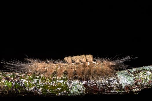 Macro worm on the plant.