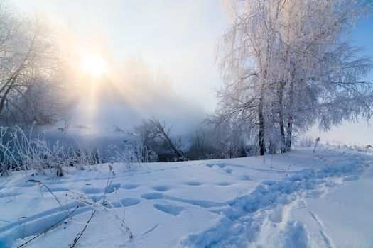 foggy winter riverside at morning with sun shine between birch trees.