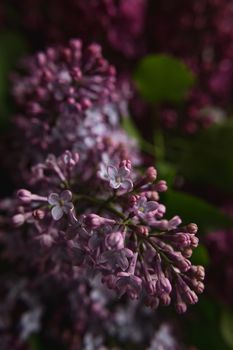 A bouquet of lilacs. Close up. Beautiful purple violet blooming lilac flowers. Greeting card.