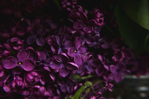 A bouquet of lilacs. Close up. Beautiful purple violet blooming lilac flowers. Greeting card.