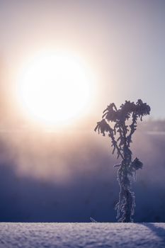 frozen dry plant at winter foggy morning in artistic minimalism tune with selective focus.
