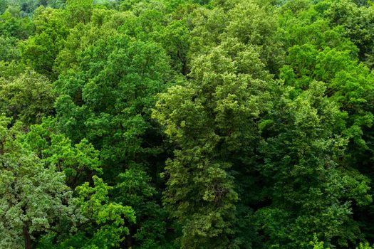 top of summer green linden forest solid foliage pattern background at daylight