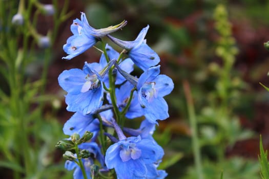 The picture shows a blue larkspur in the garden