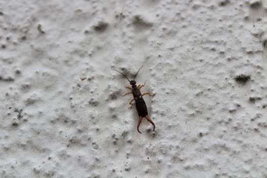 The picture shows an earwig on the white wall