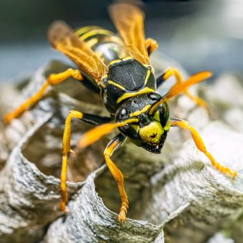 Macro closeup of a wasps' nest with the wasps sitting and protecting the nest and brood