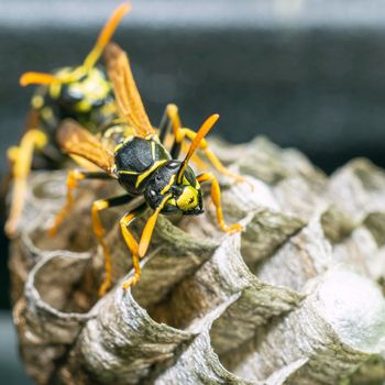 Macro closeup of a wasps' nest with the wasps sitting and protecting the nest and brood