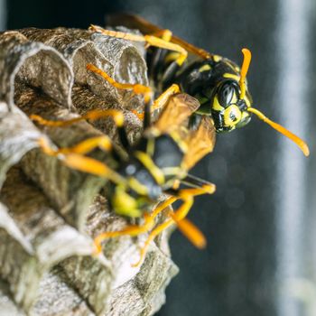 Macro closeup of a wasps' nest with the wasps sitting and protecting the nest and brood