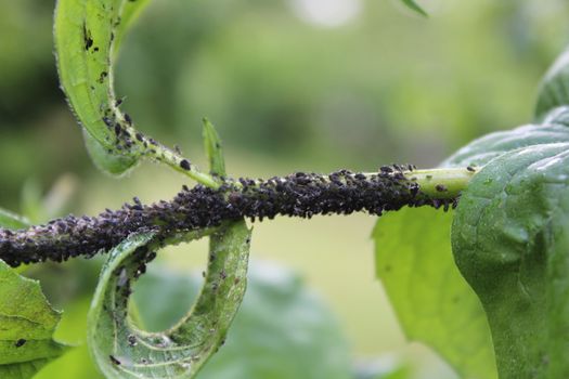 The picture shows many aphids in the garden