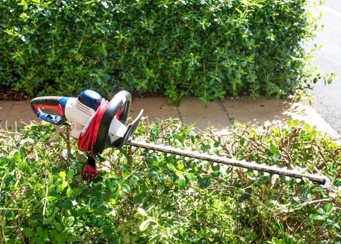 Hedge Trimmer on cutting bushes
