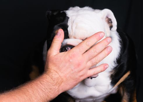 Hand stopping English Bulldog on black background