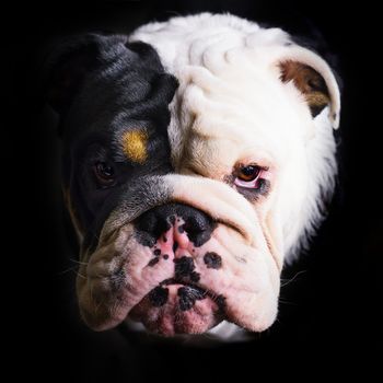 Portrait of Black and white English Bulldog on a black background