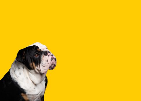 Portrait of Black and white English Bulldog sitting on yellow background