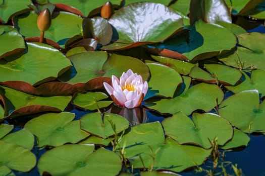 Floating lily flower and pads in the pond