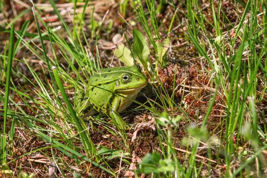 Green frog in the grass near the pond