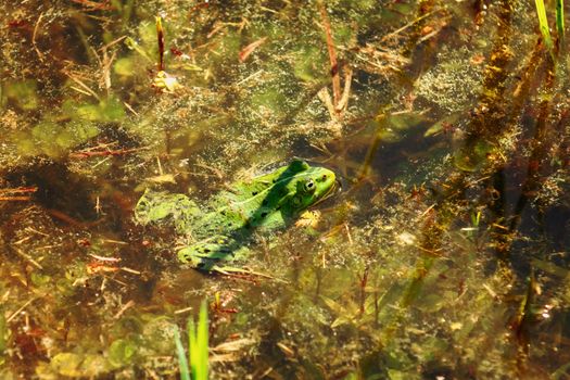 Green frog in the water