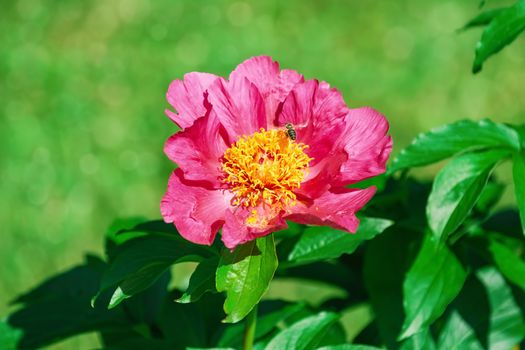 Flower of pink peony in the garden