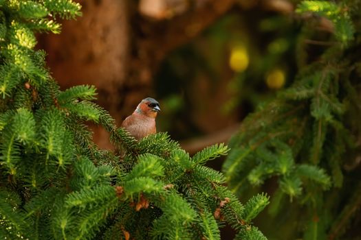 Common chaffinch is perched on a fir branch
