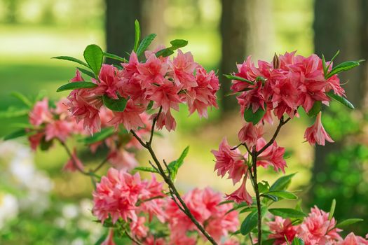 Blooming Rhododendron flowers in the forest